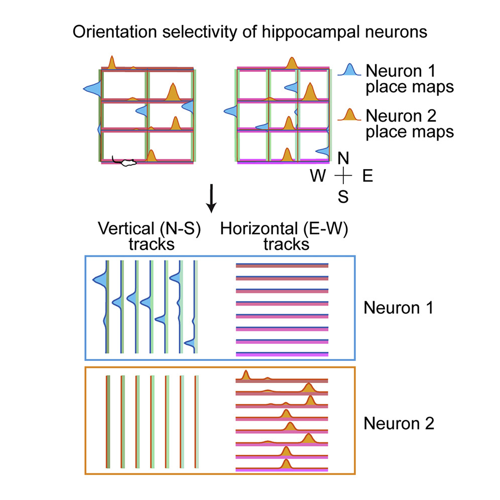 Orientation selectivity enhances context generalization and generative predictive coding in the hippocampus