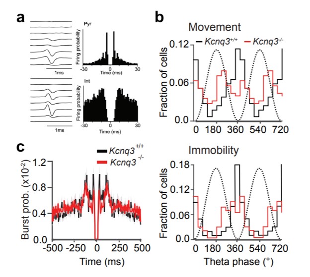 Place fields of single spikes in hippocampus involve Kcnq3 channel-dependent entrainment of complex spike bursts