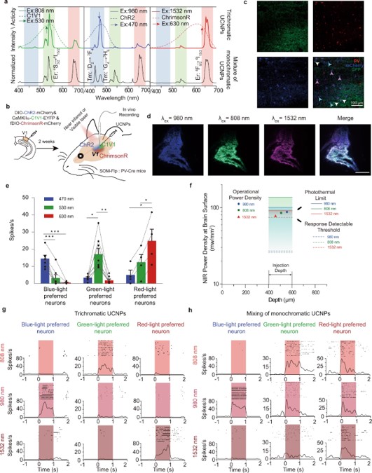 Near-infrared manipulation of multiple neuronal populations via trichromatic upconversion