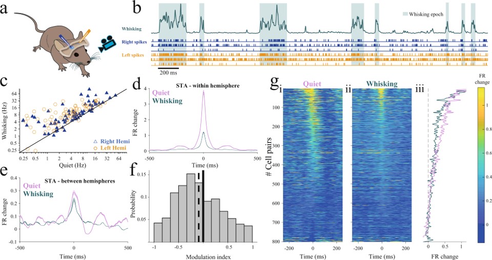 Reduction of corpus callosum activity during whisking leads to interhemispheric decorrelation