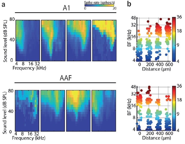 Differences in olfactory bulb mitral cell spiking with ortho- and retronasal stimulation revealed by data-driven models