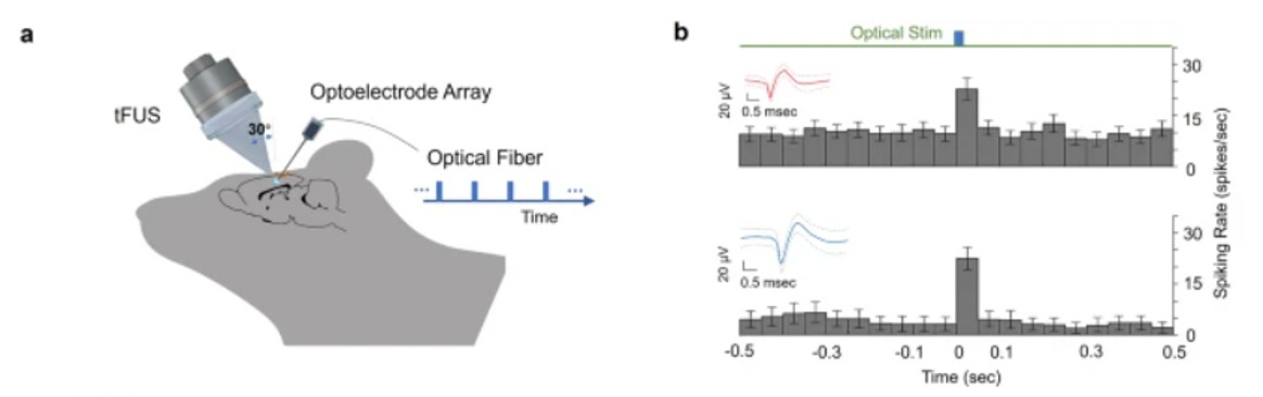 Intrinsic functional neuron-type selectivity of transcranial focused ultrasound neuromodulation