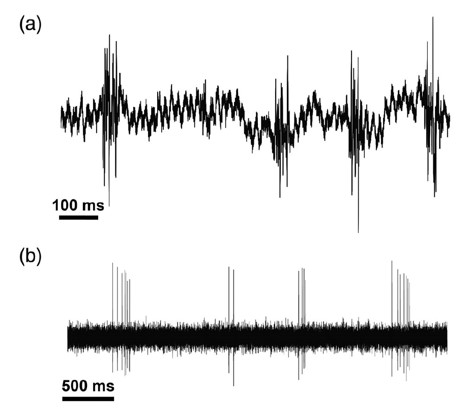 Passive responses to echolocation sounds in bat hippocampus