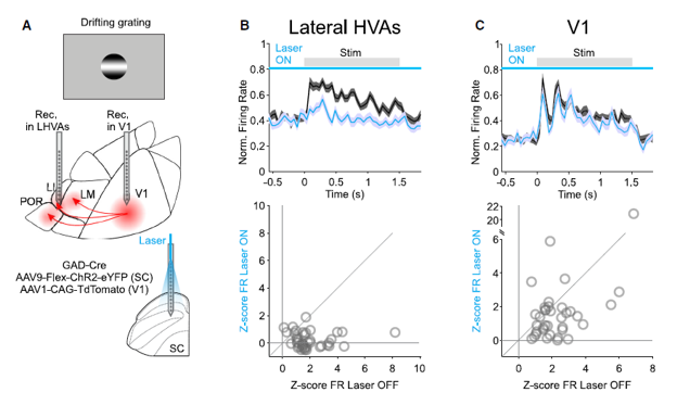 Higher-order visual responses depend on superior colliculus