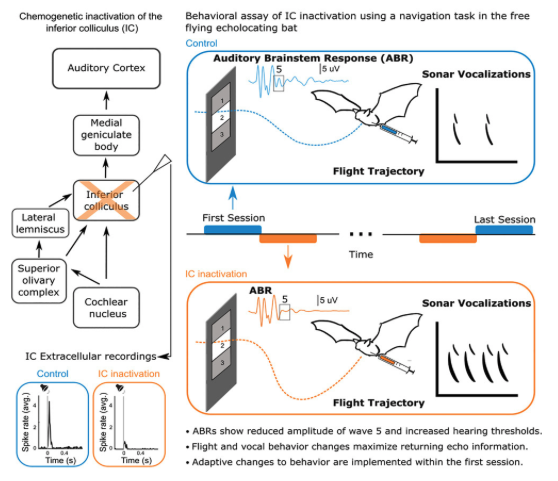 Sensorimotor Adaptation to Auditory Midbrain Silencing in Bats - NeuroNexus