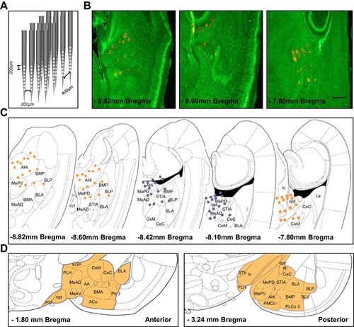In vivo electrophysiological recordings in amygdala subnuclei reveal selective and distinct responses to a behaviorally identified predator odor